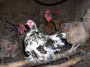 des poules au poulailler 
